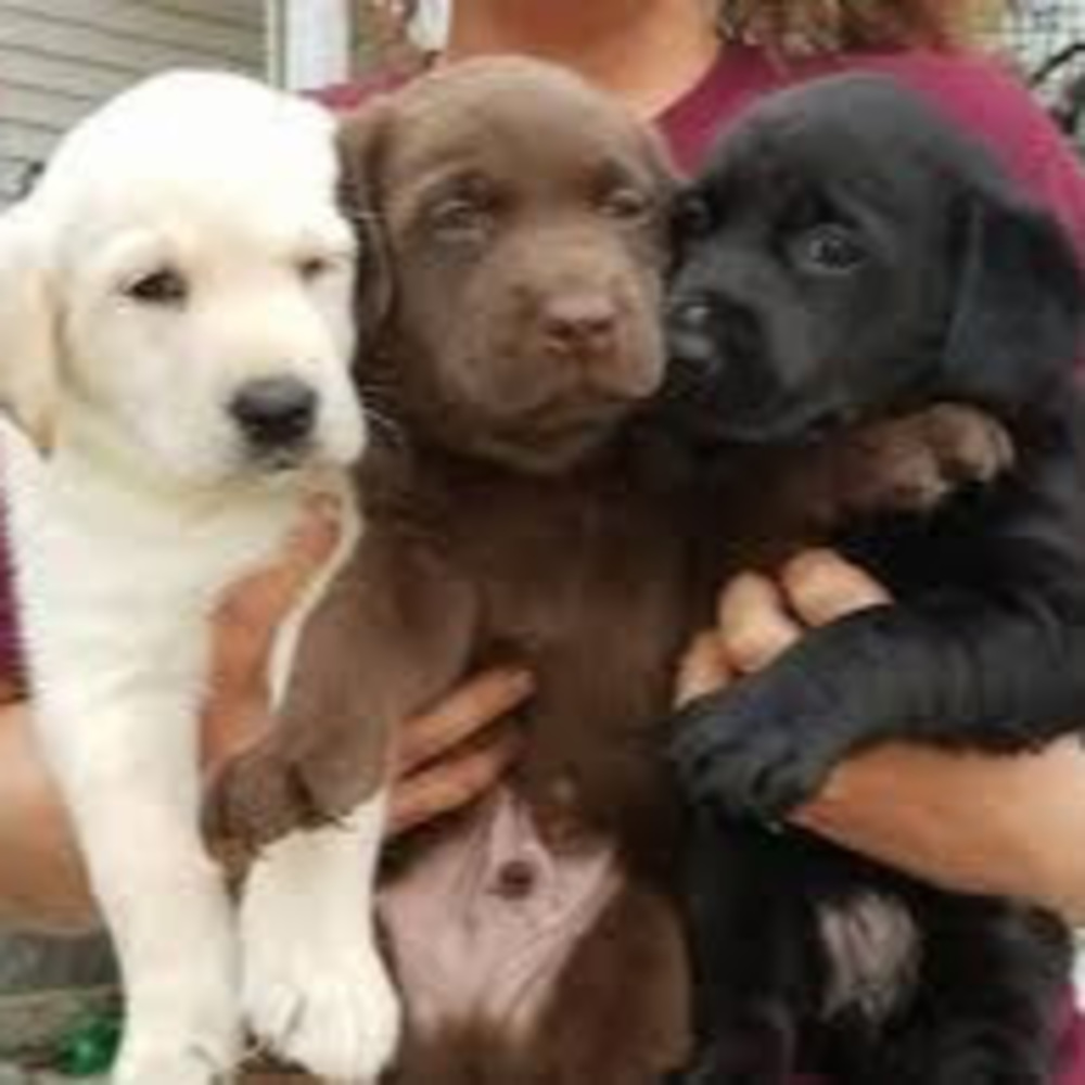 Meet your Posher, Addison